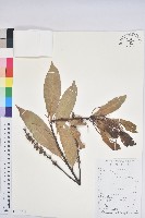 藏品(橿葉柯)的圖片