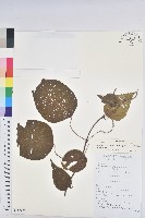 藏品(野桐)的圖片