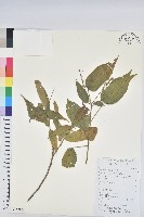 藏品(毛果巴豆)的圖片