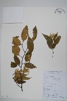 藏品(短尾鵝耳櫪)的圖片
