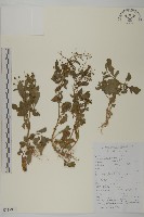 藏品(茯苓菜)的圖片