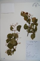 藏品(南方莢迷)的圖片