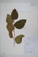 藏品(亮葉樺)的圖片