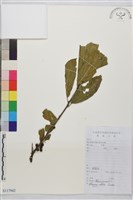 藏品(凍綠)的圖片