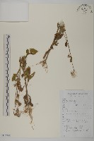 藏品()的圖片