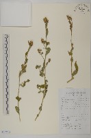 藏品(杓兒菜)的圖片