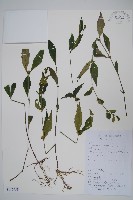 藏品(杜根藤)的圖片