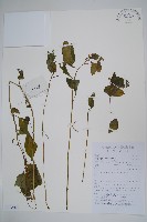 藏品(水金鳳)的圖片