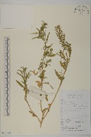 藏品(臭杏、土荊芥)的圖片