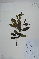 藏品(珊瑚冬青)的圖片