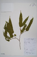 藏品(小花八角楓)的圖片