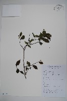 藏品(威氏冬青)的圖片