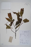 藏品(雷公鵝耳櫪)的圖片