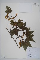 藏品(五裂槭)的圖片