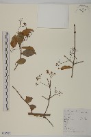 藏品(西南衛矛)的圖片