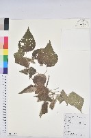 藏品(白背葉)的圖片