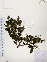 藏品(灰木)的圖片