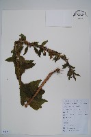 藏品(江南山梗菜)的圖片