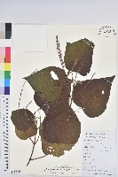 藏品(小果野桐)的圖片
