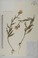 藏品(飛廉)的圖片