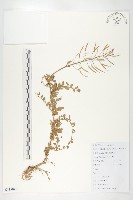 藏品(水田碎米薺)的圖片