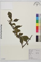 藏品(薄葉鼠李)的圖片