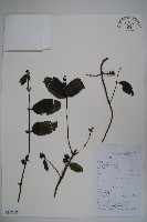 藏品(阿里山忍冬、漸尖葉忍冬)的圖片