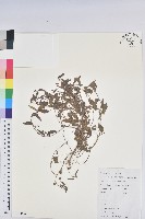 藏品(鐵莧菜)的圖片