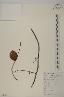 藏品(南蛇藤)的圖片