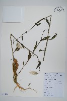 藏品(青葙)的圖片