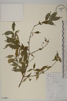 藏品(百齒衛矛)的圖片