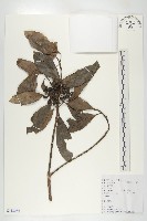 藏品(交讓木、臺灣虎皮楠、膜葉虎皮楠)的圖片