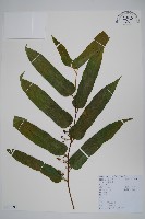 藏品(小花八角楓)的圖片