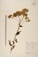 藏品(佩蘭、澤蘭)的圖片