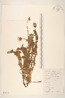 藏品(蒲公英)的圖片