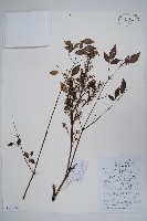 藏品(南天竹、天竹、蘭天竹)的圖片