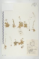 藏品(葶藶)的圖片