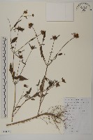 藏品(狼把草)的圖片