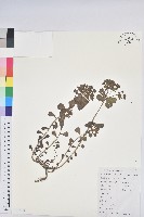 藏品(澤漆)的圖片