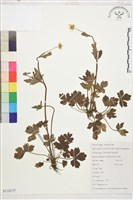 藏品(毛茛)的圖片