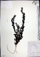 藏品(鐵掃帚、千里光)的圖片