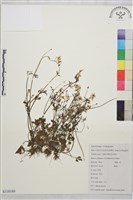 藏品(小毛茛)的圖片