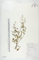 藏品(碎米薺)的圖片