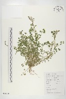 藏品(焊菜)的圖片