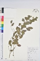 藏品(葉下珠、珠仔草)的圖片