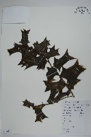 藏品(枸骨)的圖片