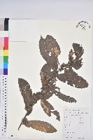 藏品(茅栗)的圖片