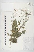 藏品(黃鵪菜)的圖片