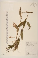 藏品(佩蘭、澤蘭)的圖片