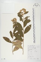 藏品(羊耳菊)的圖片